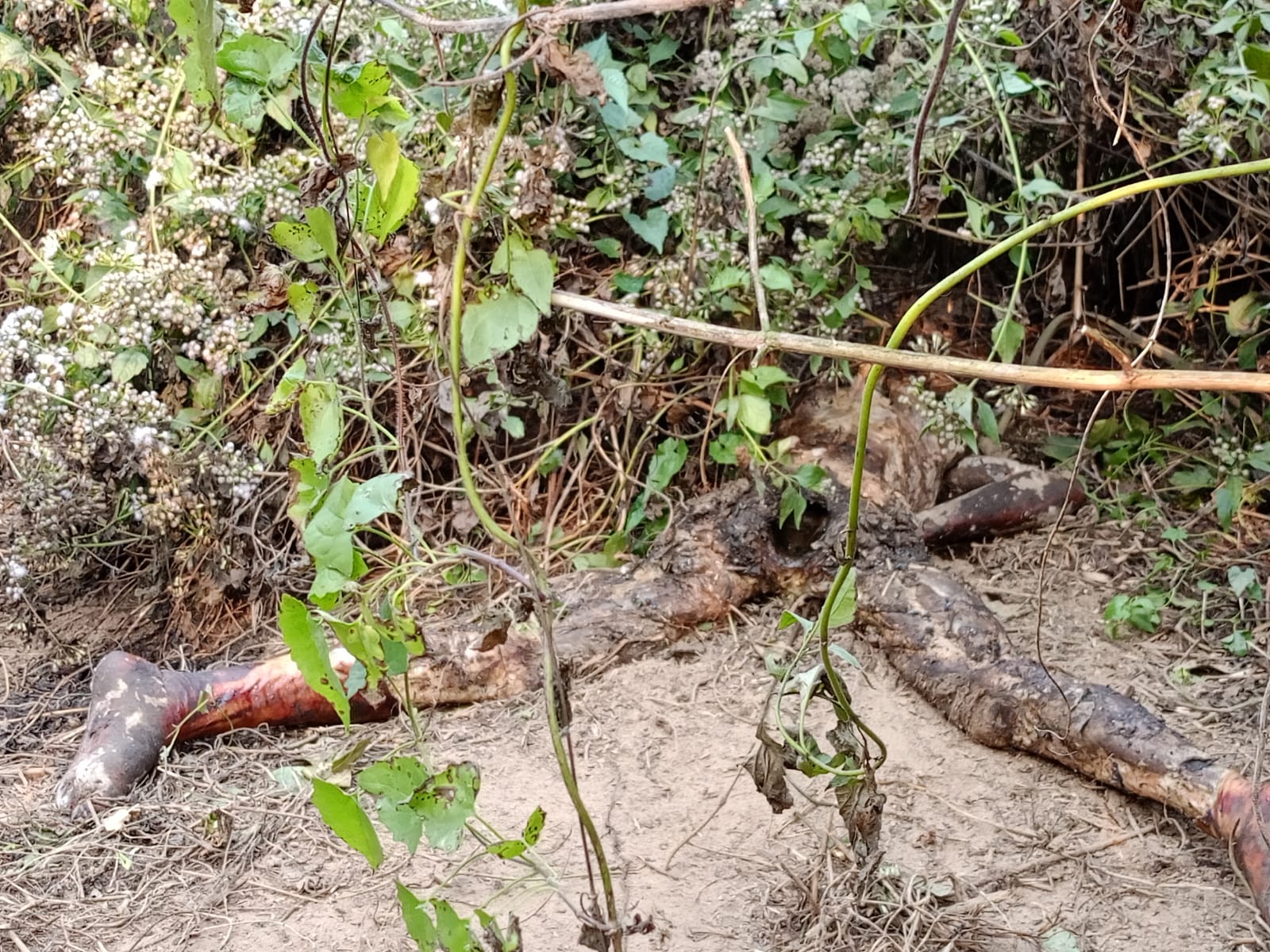কবর স্থান থেকে তোলা